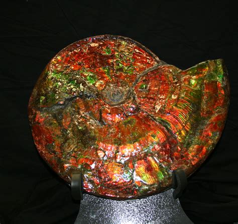 opalized ammonite fossil for sale.